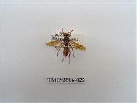 藏品(叉胸異腹胡蜂)的圖片